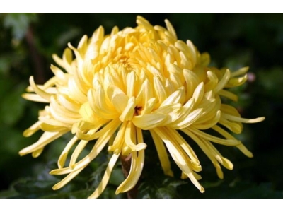 菊花是球根花卉吗？
