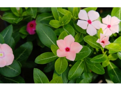 种的花有飞虫怎么治？