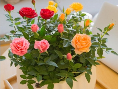 什么时候给花换土最好？