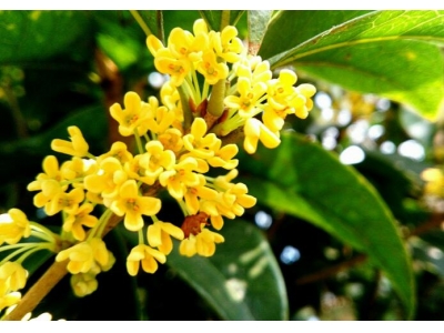 桂花发芽可以换盆吗？